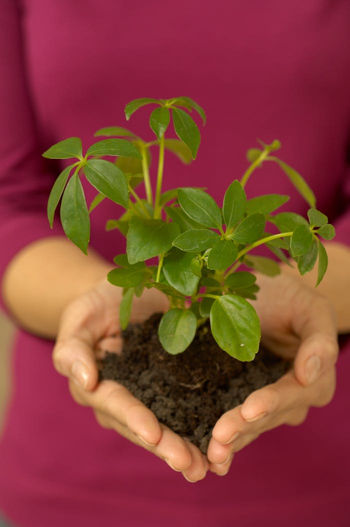 Close-up of a woman's hands gently holding a small green plant in rich soil.